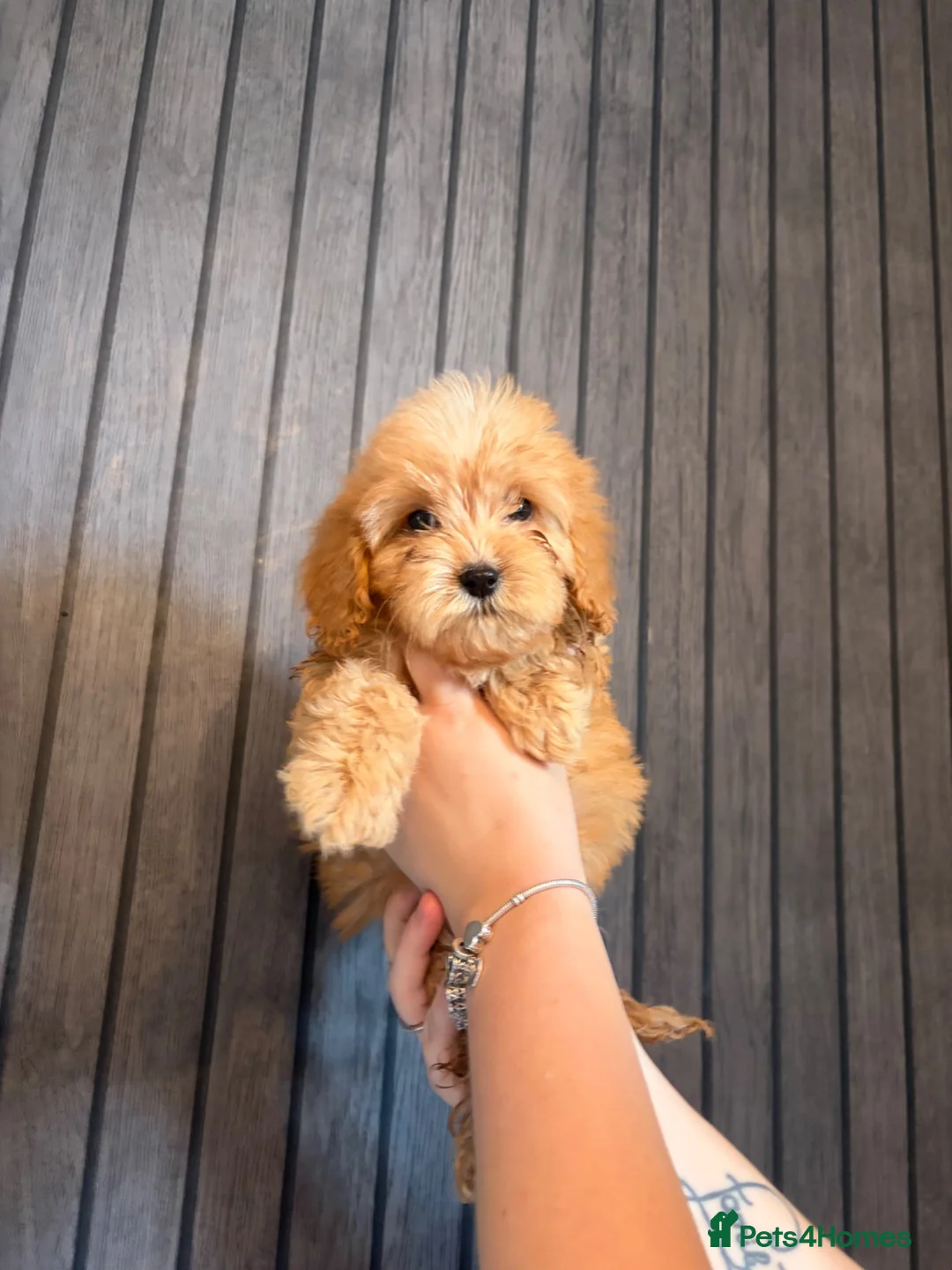 Cockapoo dogs for sale: Cockapoo puppies - Advert 2