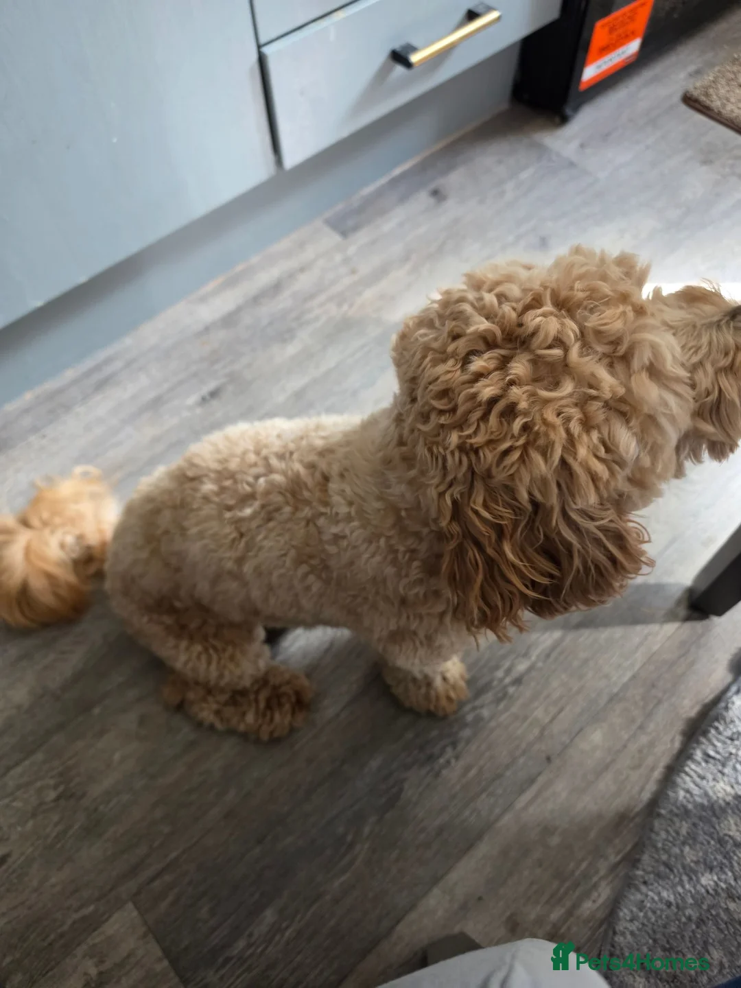 Mixed Breed dogs for sale: Male Cavapoochon in Wigan - Advert 4