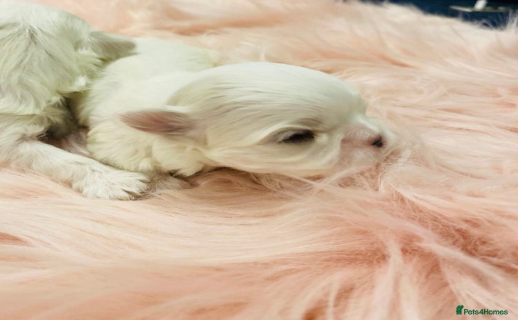 Maltese dogs - Advert 4