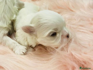 Maltese dogs - Advert 25