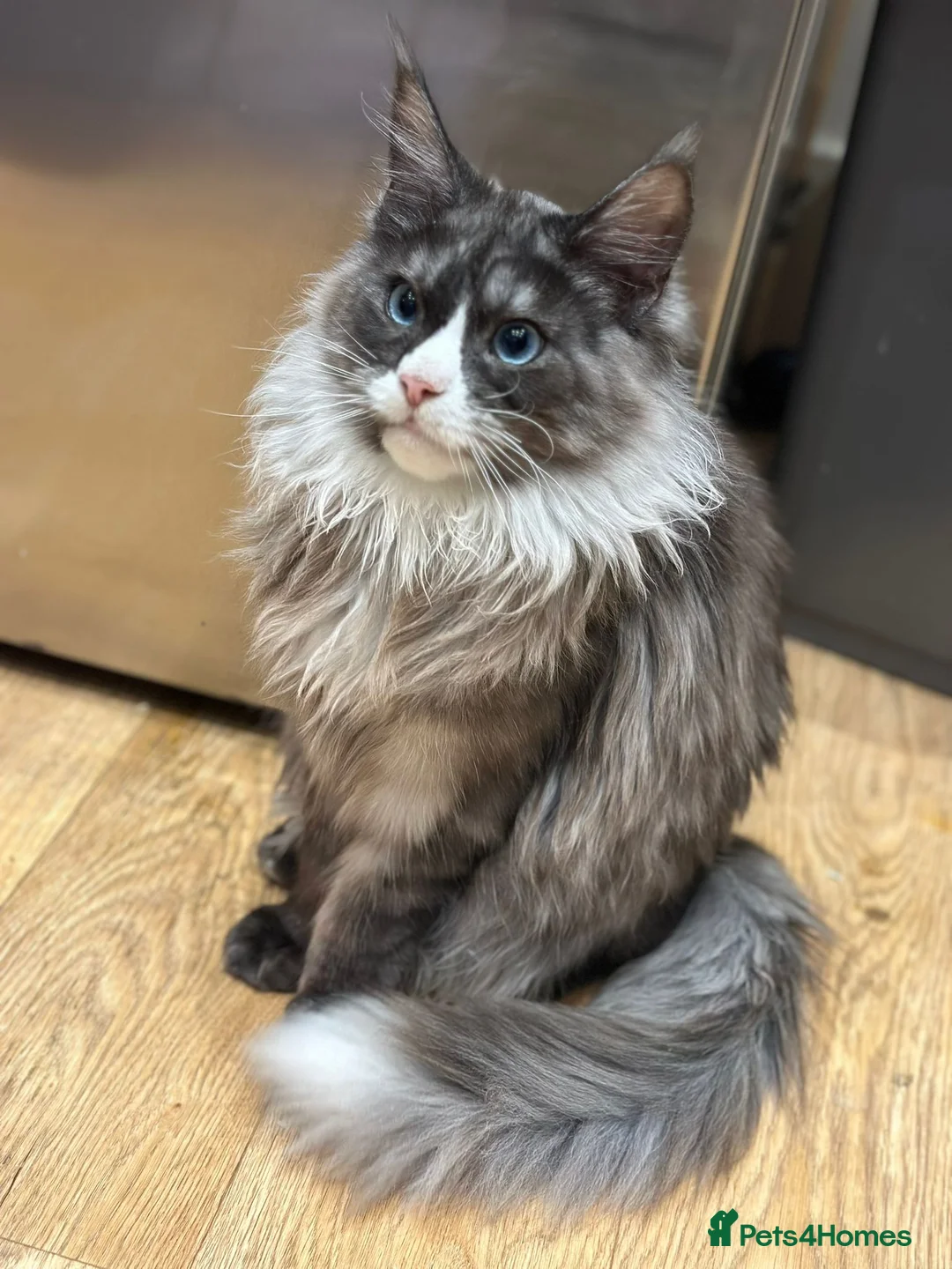 Maine Coon cats for sale: Maine coon TICA in Alton - Advert 17