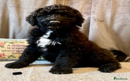 Portuguese Water Dog dogs for sale: Portuguese Water Dog Puppies For Sale - Image 26