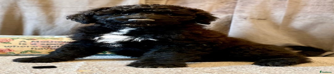 Portuguese Water Dog Puppy 2