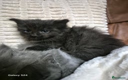 Ragdoll cats for sale: Ragdoll kittens  - Image 25