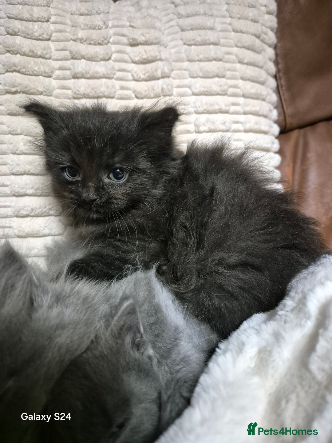 Ragdoll cats for sale: Ragdoll kittens  - Image 25