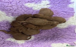 Cockapoo dogs for sale: Cockapoo F1b non moulting health tested puppies  - Image 6