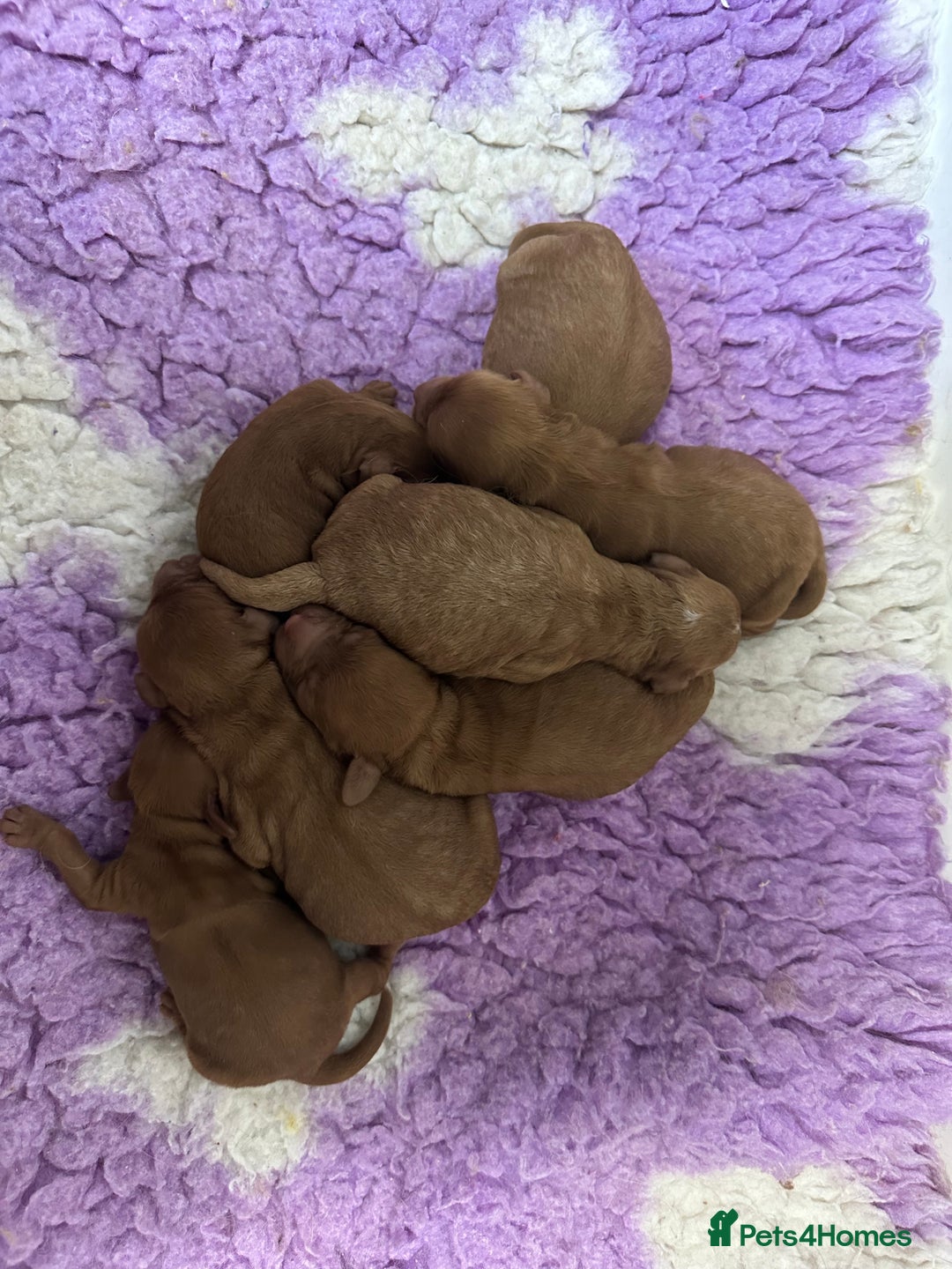 Cockapoo dogs for sale: Cockapoo F1b non moulting health tested puppies  - Image 6