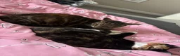 Mixed Breed cats for sale: 2 Sweet Girls - to go as a pair  in Worthing - Advert 4