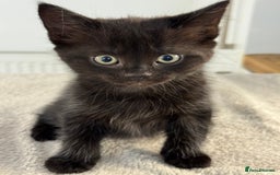 Ragdoll cats for sale: RAGDOLL MIX KITTENS FOR SALE - Image 6