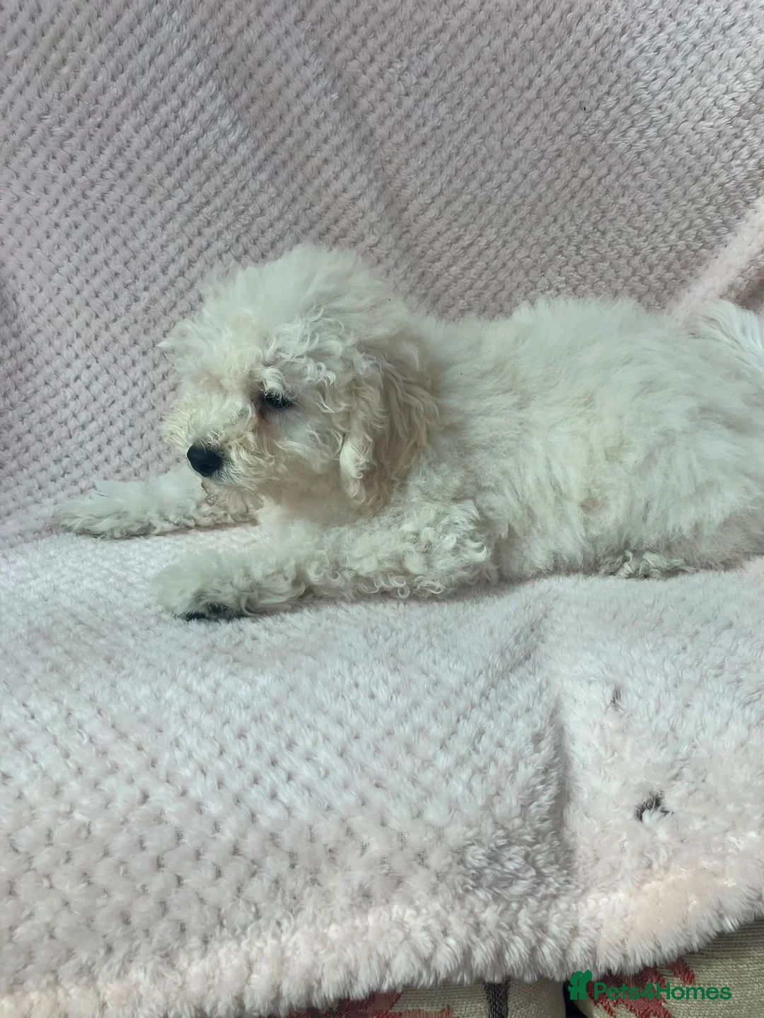 Mixed Breed dogs for sale: Poodle dad Hungarian puli mum - Advert 11