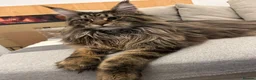 Maine Coon cats for stud: MainCoon For Stud - Advert 5