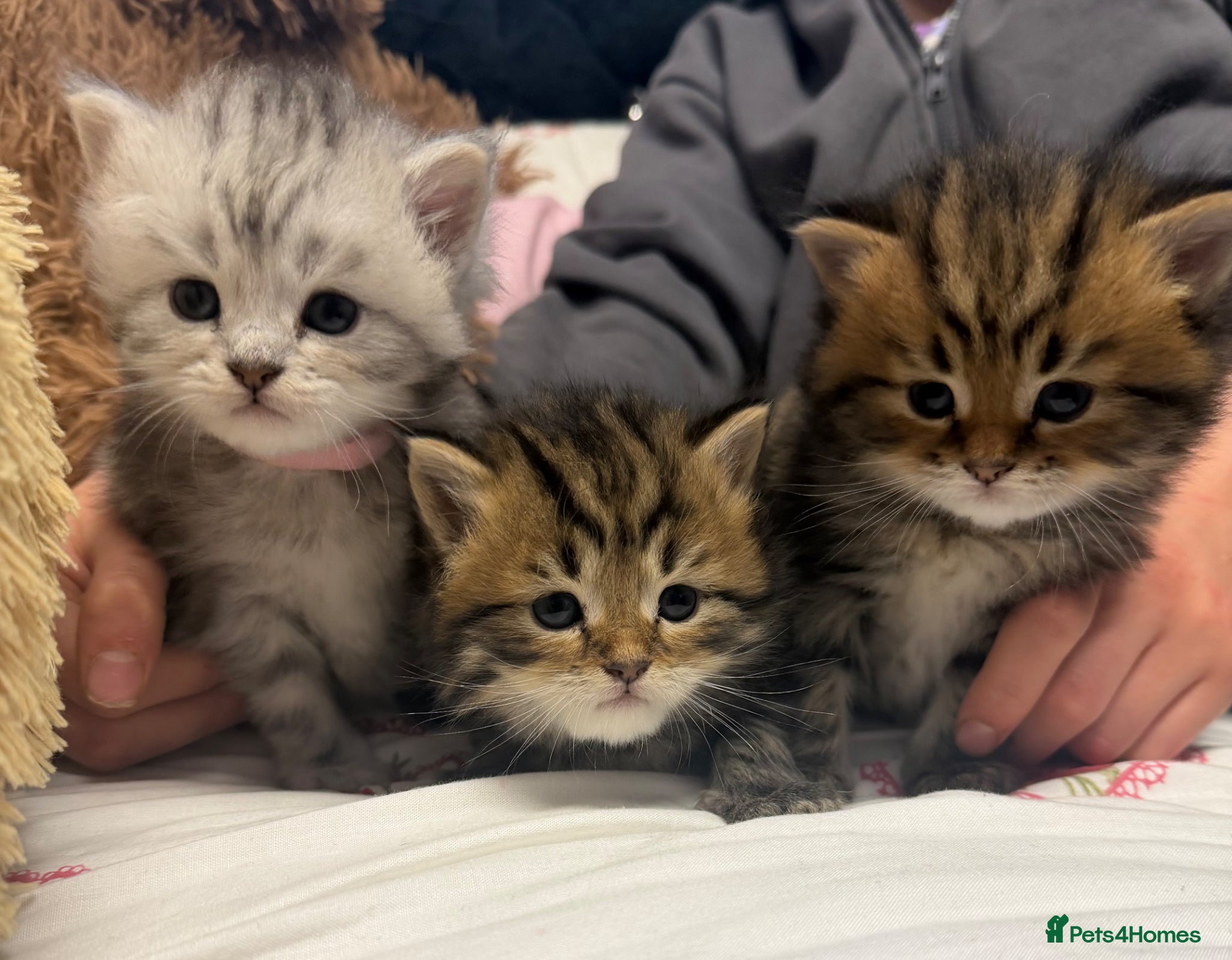 Maine Coon cats beautiful boy available manie coon cross Persian - Advert 9