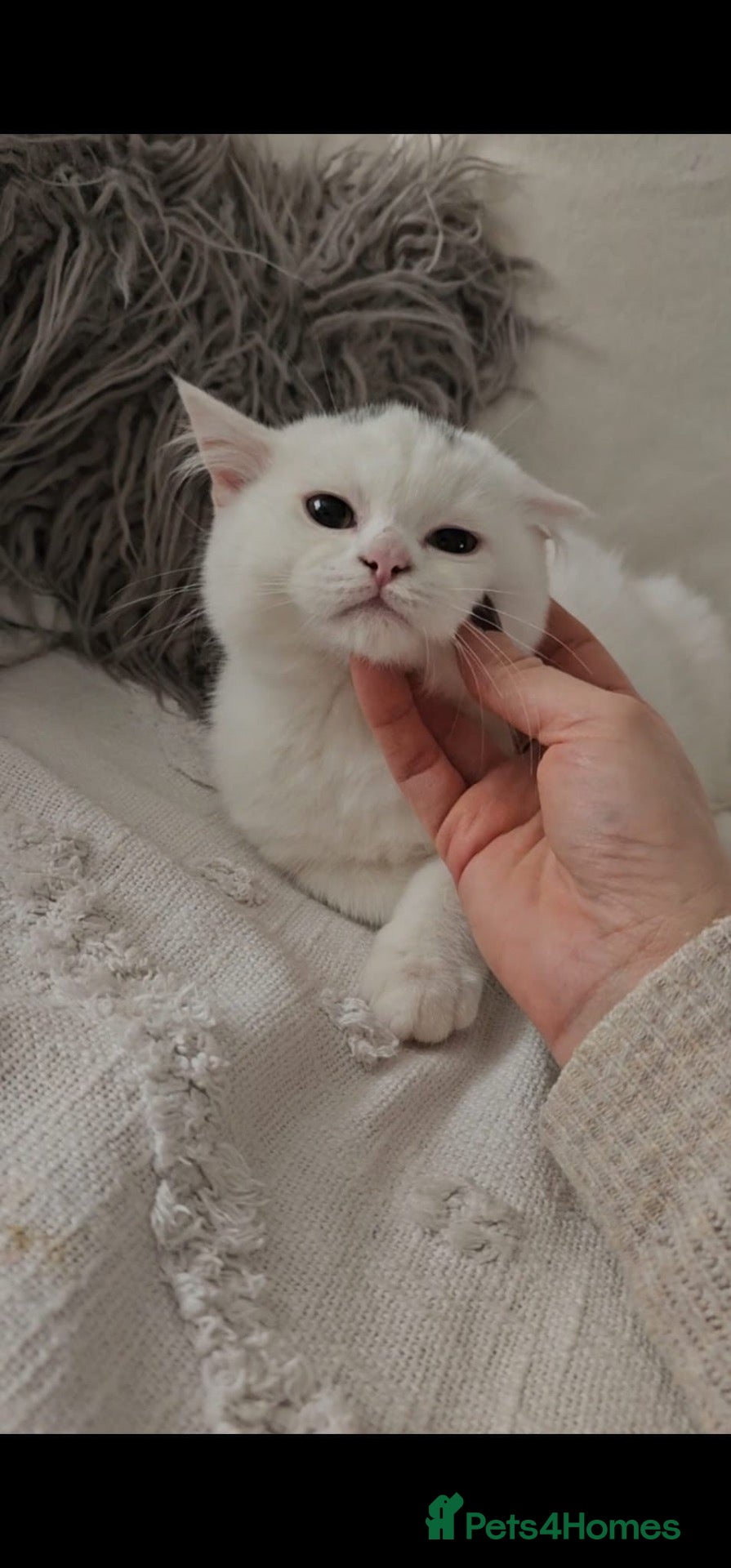 American Shorthair cats 🤍🩵White & Blue BSH Kittens Available - Advert 1