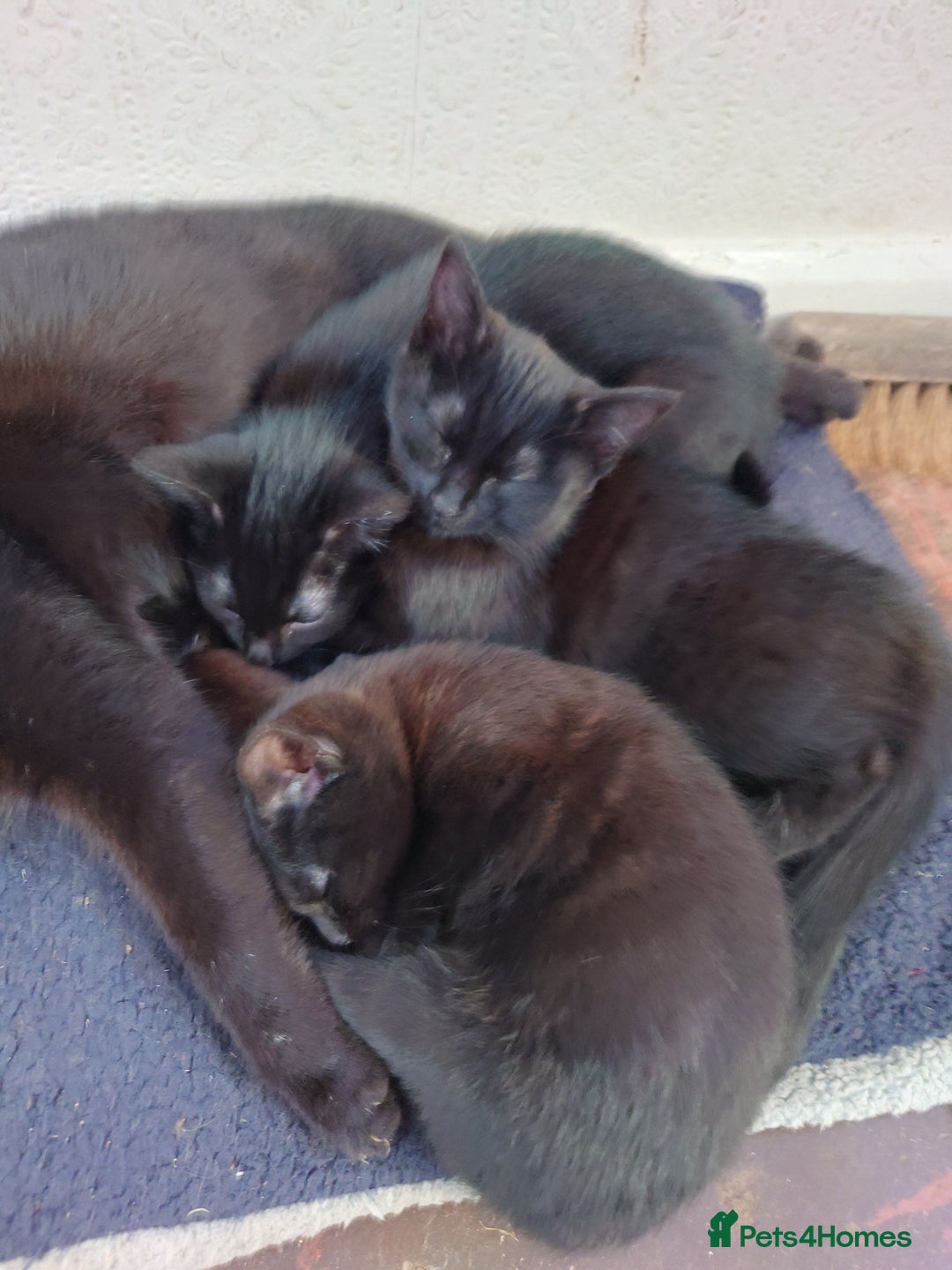 Mixed Breed cats for sale: 3 Black female kittens - Advert 2