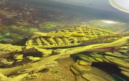 Bearded Dragon reptiles for sale: Dwarf Bearded dragon with enclosure  - Image 2