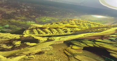 Bearded Dragon reptiles - Advert 2