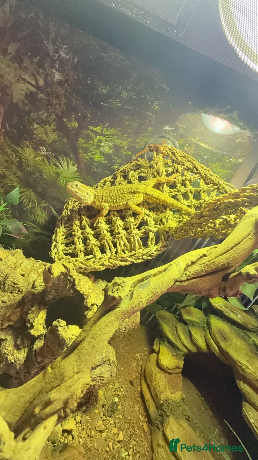 Bearded Dragon reptiles for sale: Dwarf Bearded dragon with enclosure  - Image 2