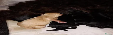 Cockapoo 2