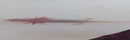 Axolotl reptiles for sale: Baby axolotl  in Loughborough - Advert 2