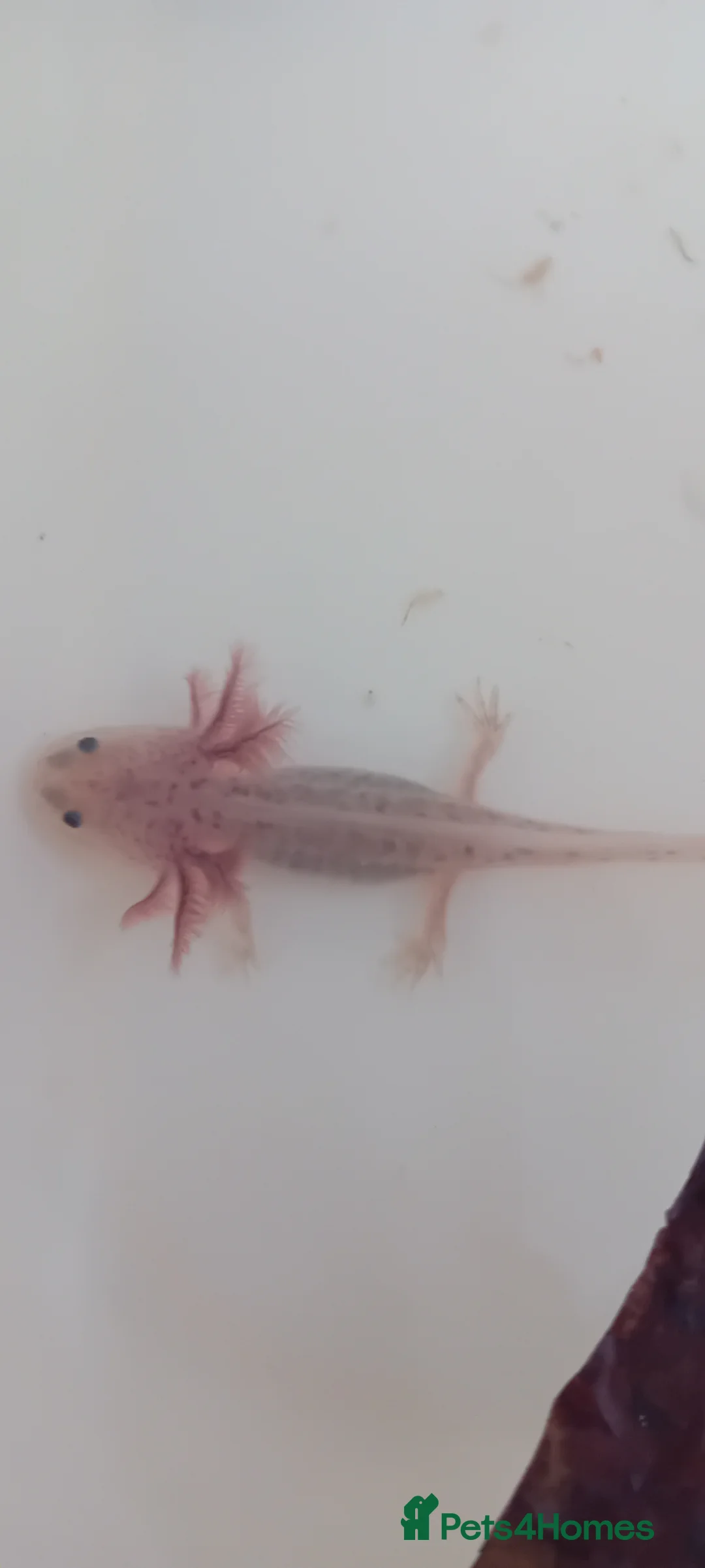 Axolotl reptiles for sale: Baby axolotl  in Loughborough - Advert 2