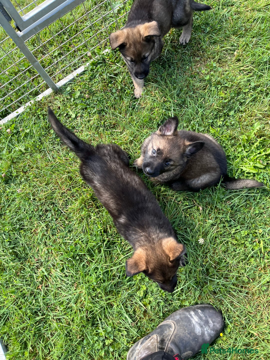 German Shepherd dogs for sale: German Shepherd Pups  - Image 9