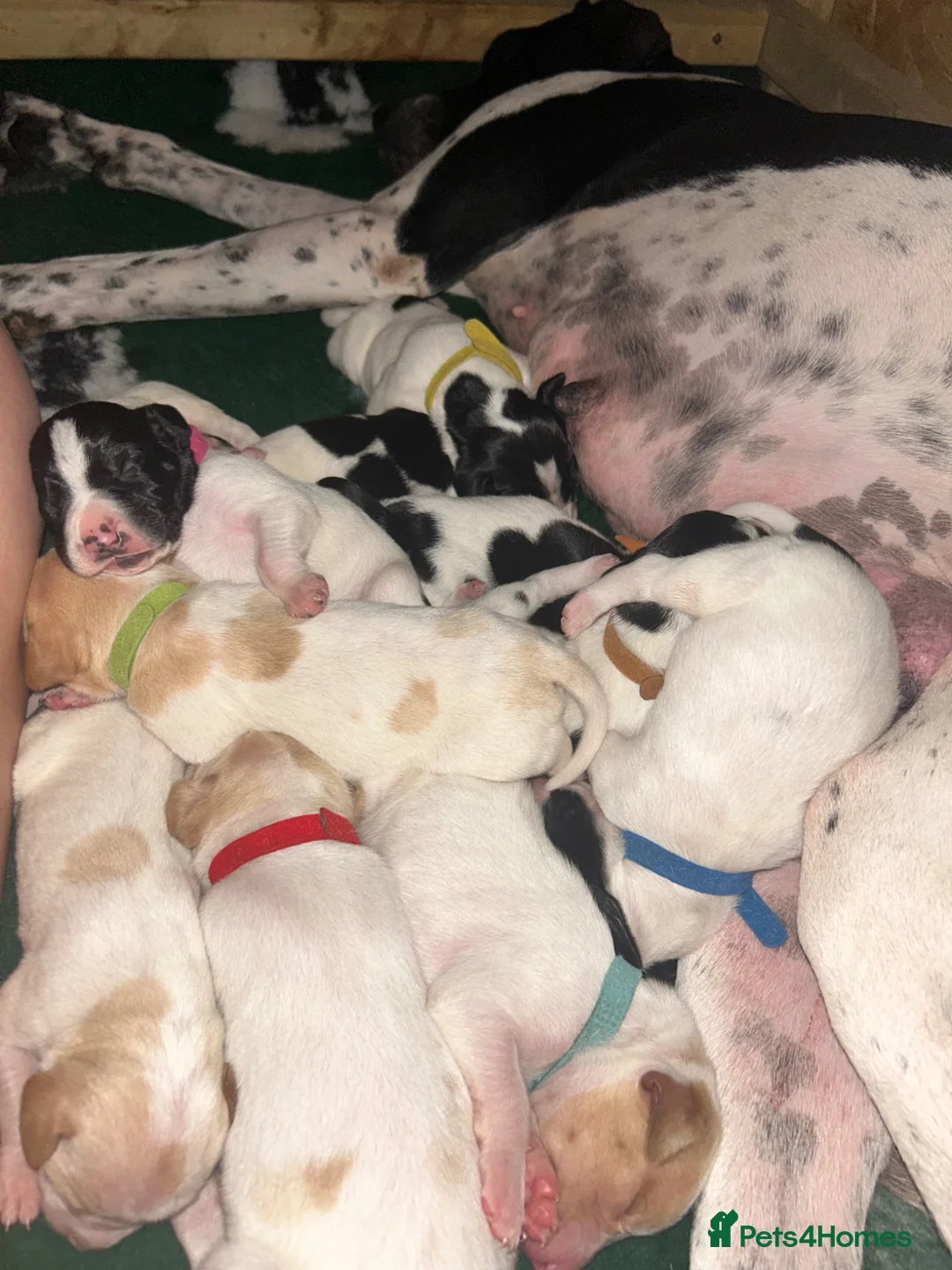 Pointer dogs for sale: English Pointer Puppies - Advert 2