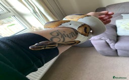 Snake reptiles for sale: High white pied royal python with complete setup - Advert 3