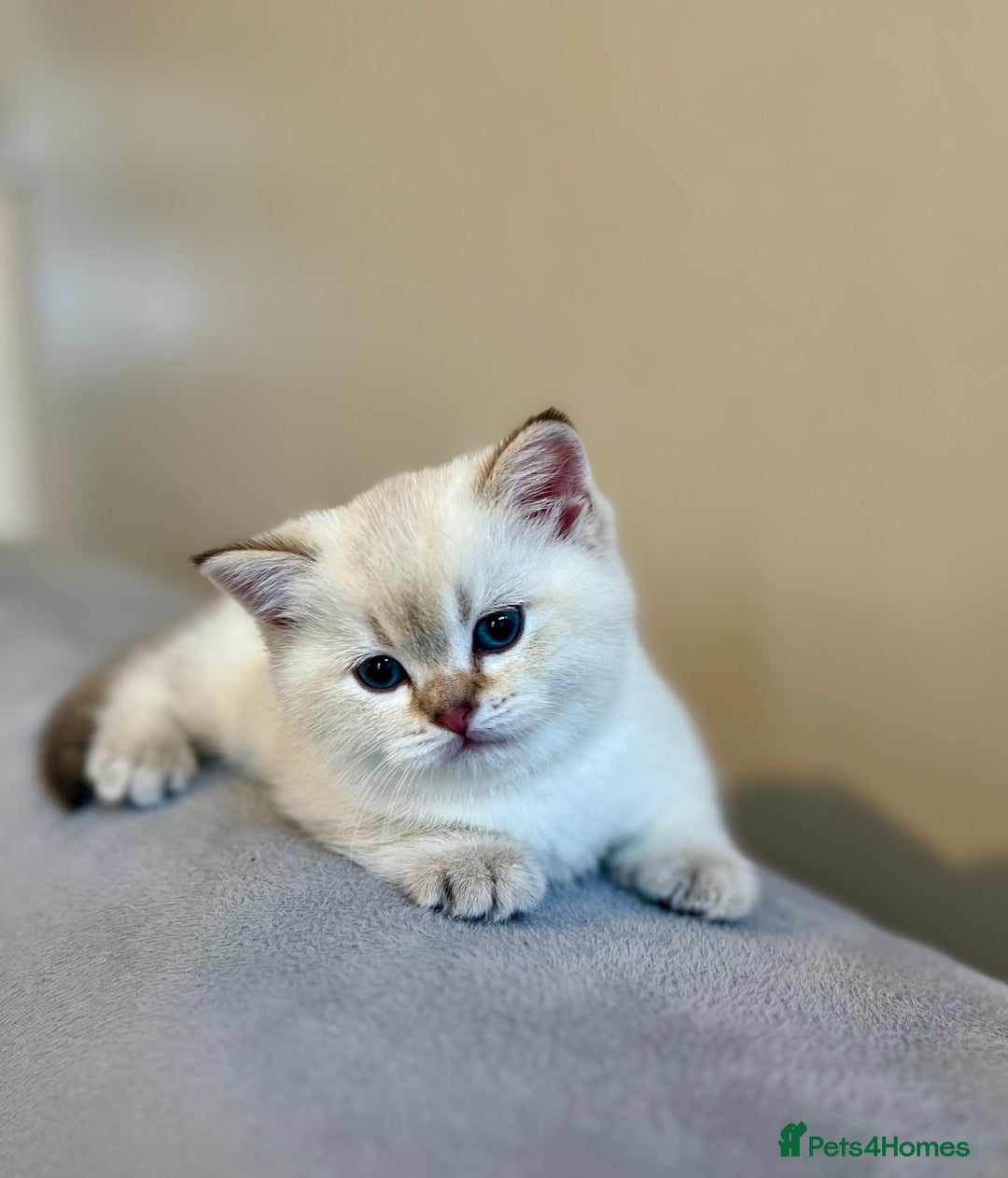 British Shorthair cats for sale: 🐾 Purebred BSH Kittens 🐾 - Advert 4