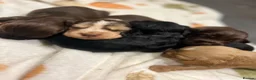Cocker Spaniel dogs for sale:  KC Registered Show-Type Cocker Spaniel Puppies - Advert 2