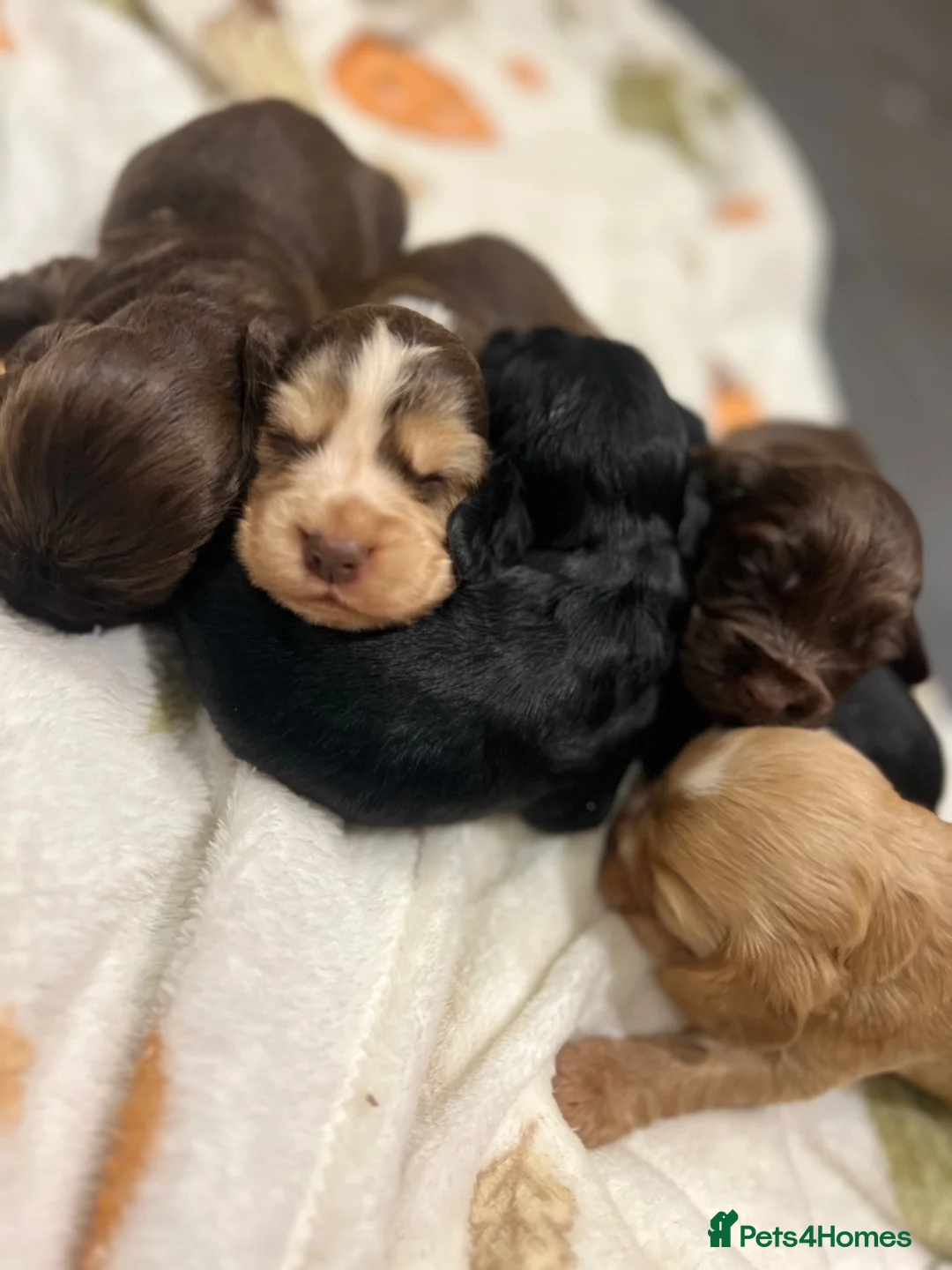 Cocker Spaniel dogs for sale:  KC Registered Show-Type Cocker Spaniel Puppies - Advert 2