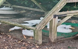 Ducks poultry for sale: Pure White Call Duck Pairs/Trios For Sale - Image 2