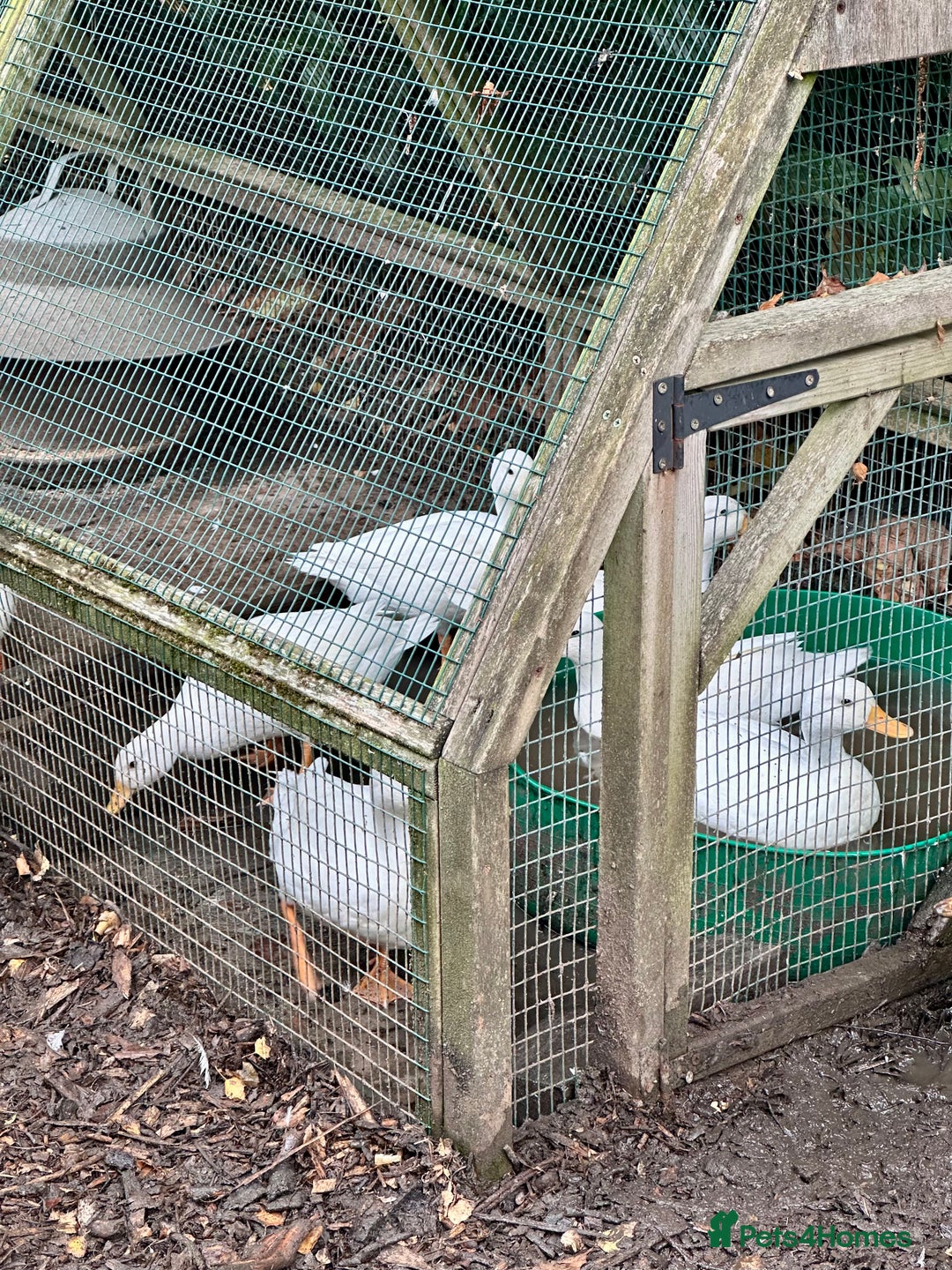 Ducks poultry for sale: Pure White Call Duck Pairs/Trios For Sale - Image 2