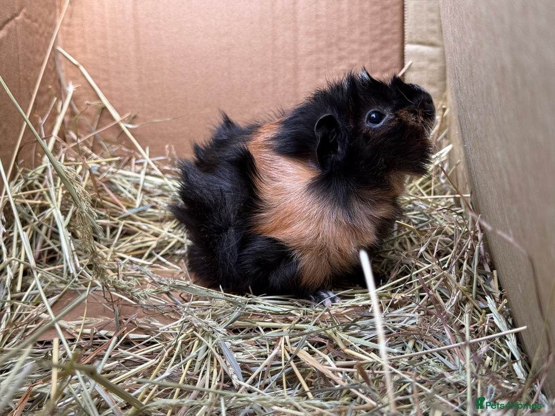 Guinea Pig rodents for sale: Abyssinian Boar Baby, black & tan band & rosettes - Image 7