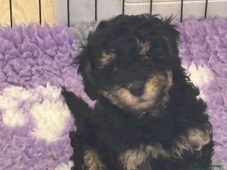 Miniature Poodle dogs Miniature Poodles - Advert 15