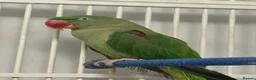 Parrots birds for sale: Young Male Alexandrine Parrot - Advert 3