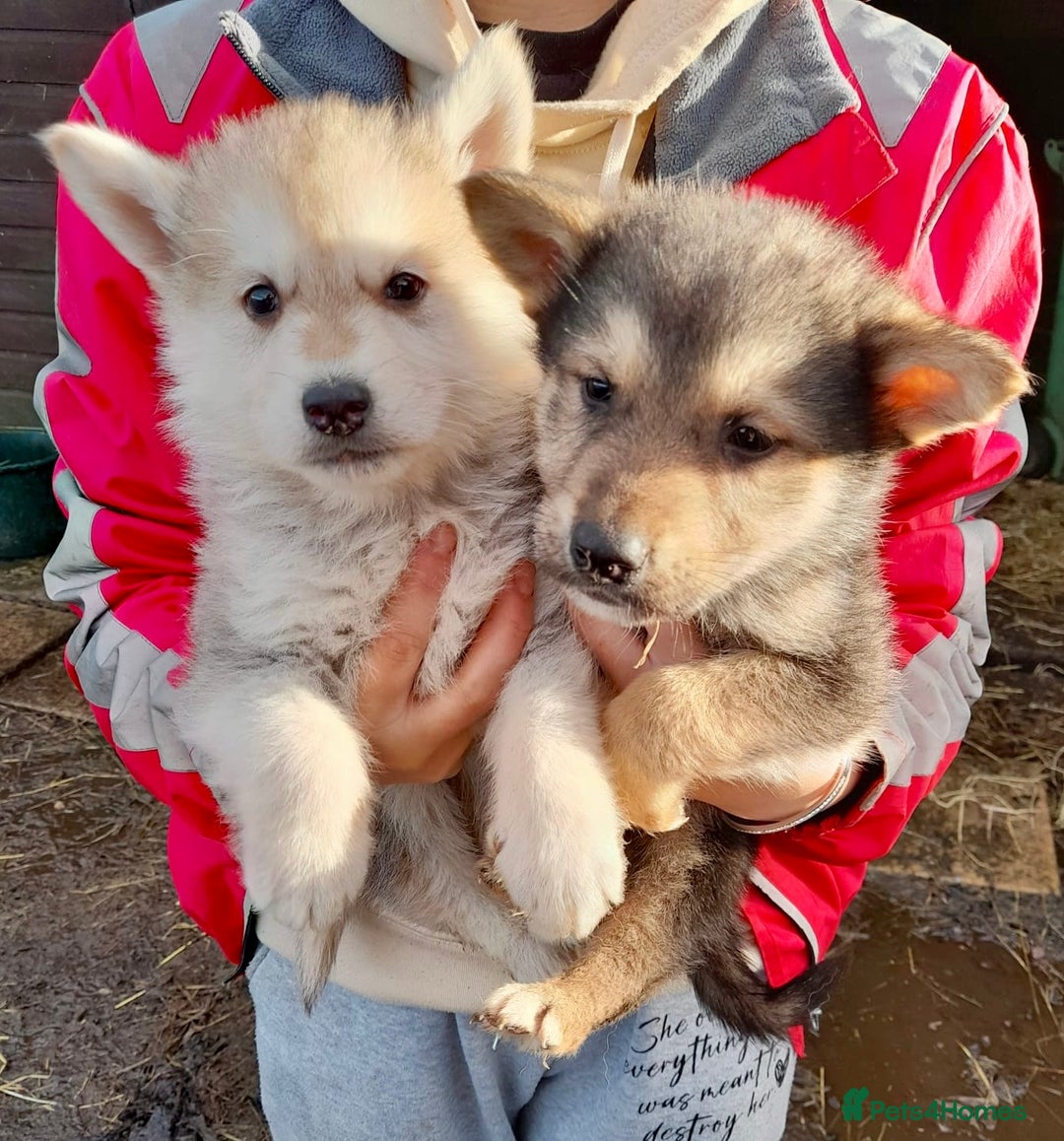 Shepsky dogs for sale: German Shepherd cross Husky Puppies  - Image 7