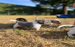 Jack Russell dogs for sale: Miniature Jack Russel puppies  - Image 1