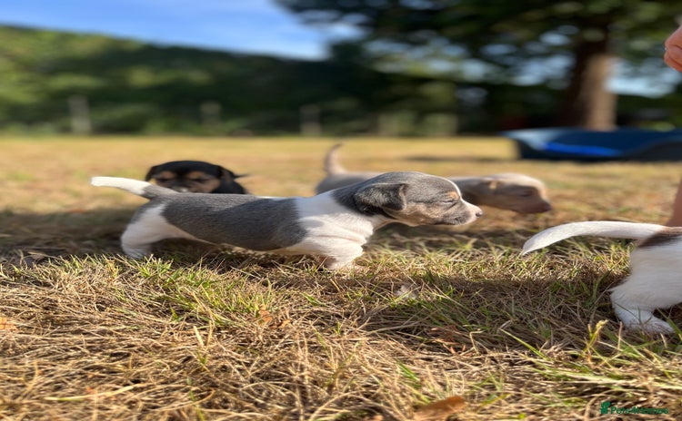 Jack Russell dogs - Advert 10