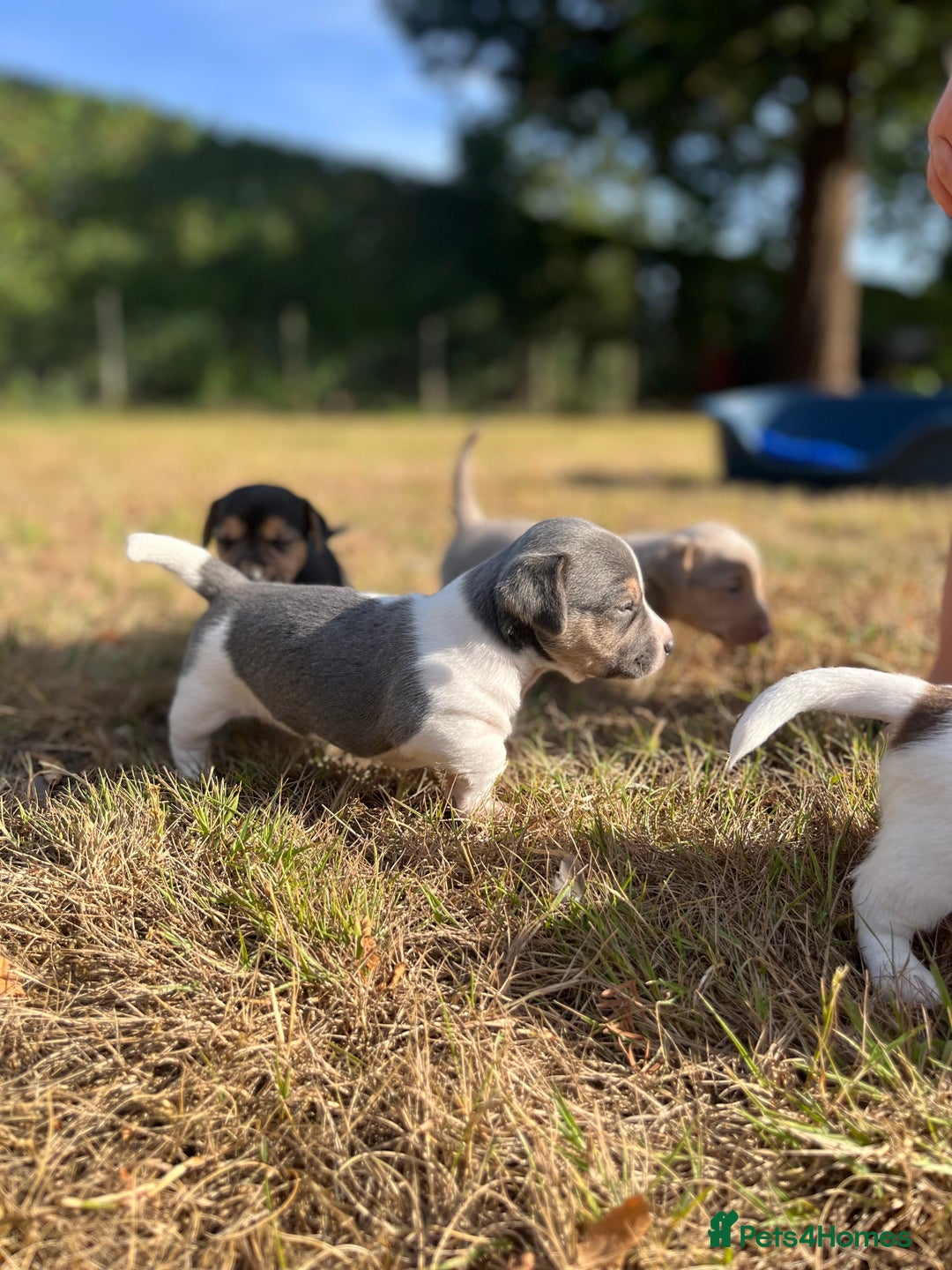 Jack Russell dogs for sale: Miniature Jack Russel puppies  - Image 1