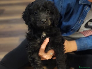 Cockapoo dogs - Advert 3