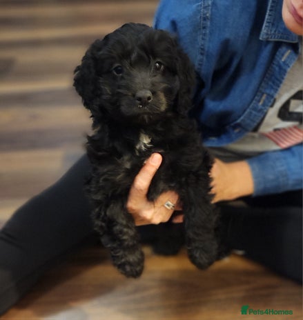 Cockapoo dogs - Advert 10