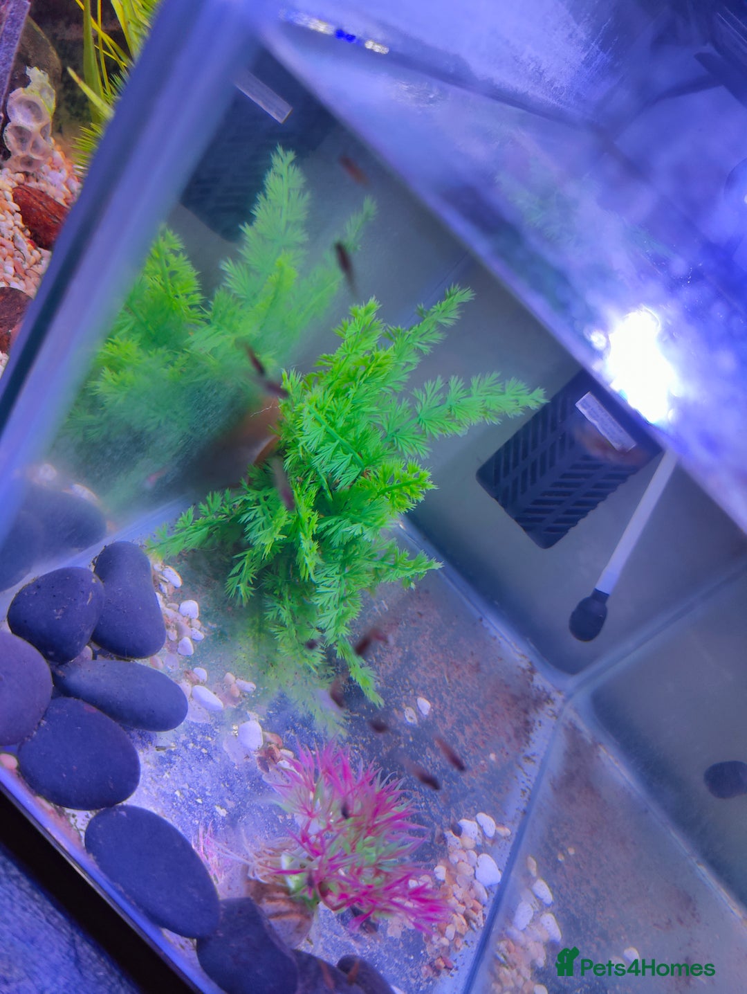Platies fish for sale: Young Platies Fry Fish - Image 2