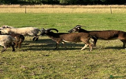 Sheep livestock for sale: 1 Year old Soay cross Boreray Ram for sale.  - Image 4