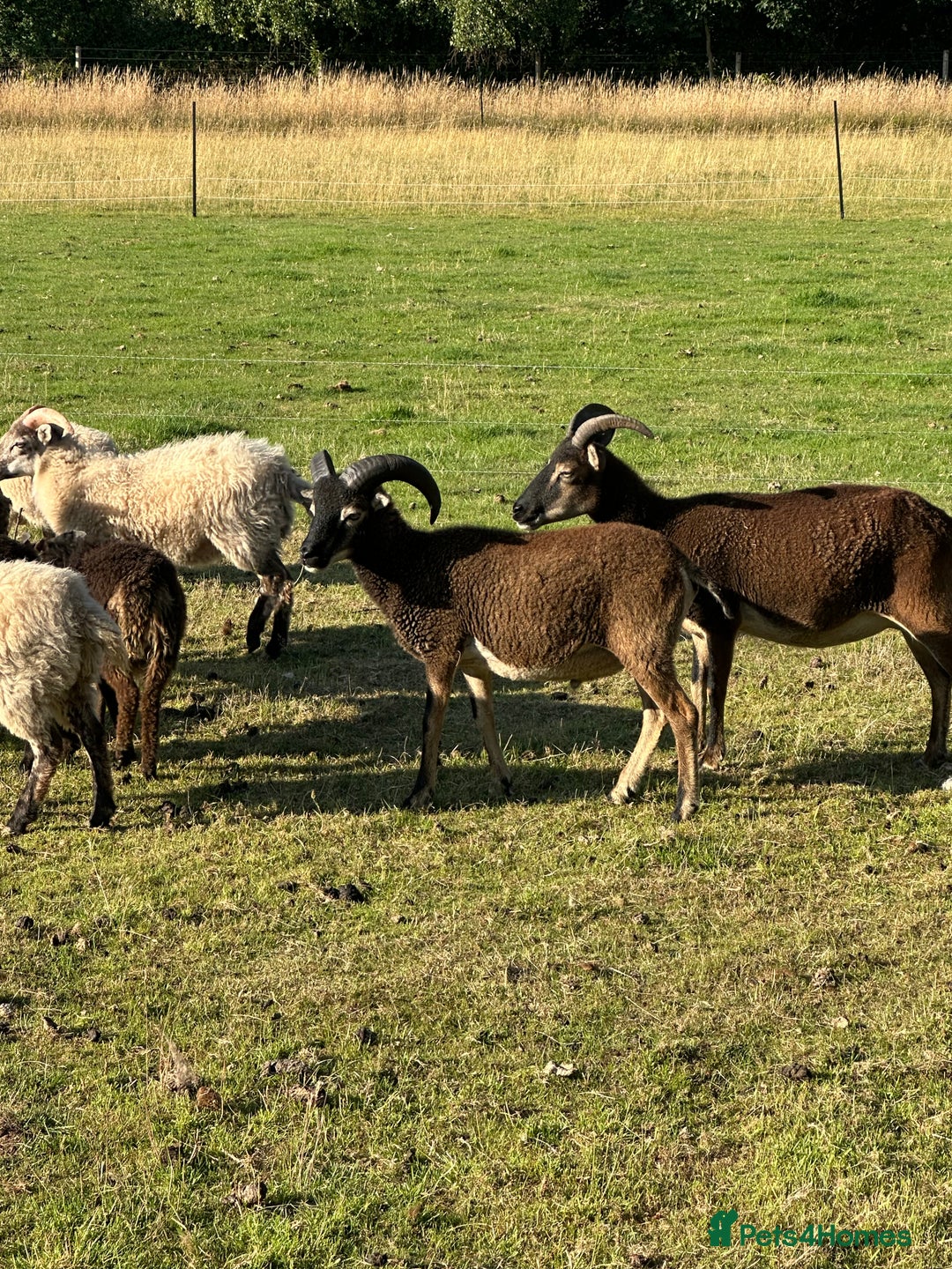 Sheep livestock for sale: 1 Year old Soay cross Boreray Ram for sale.  - Image 4