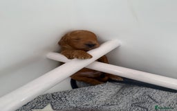 Toy Poodle dogs for sale: 6 Exquisite Red Toy Poodles. Parents DNA Clear - Image 8