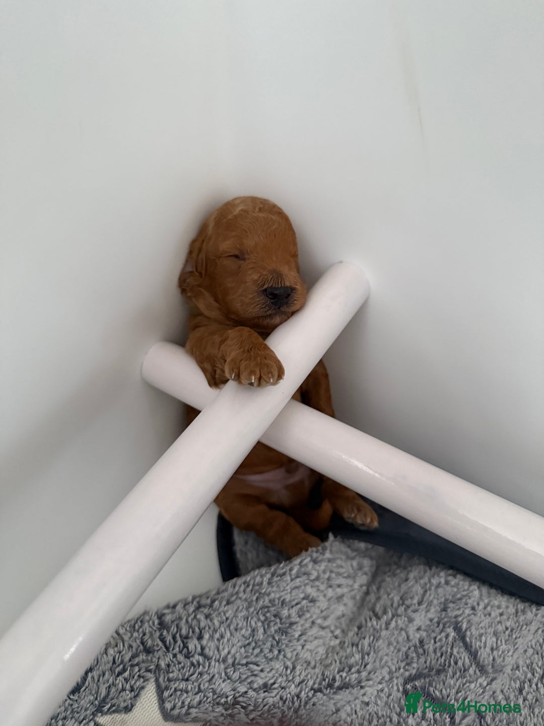 Toy Poodle dogs for sale: 6 Exquisite Red Toy Poodles. Parents DNA Clear - Image 8