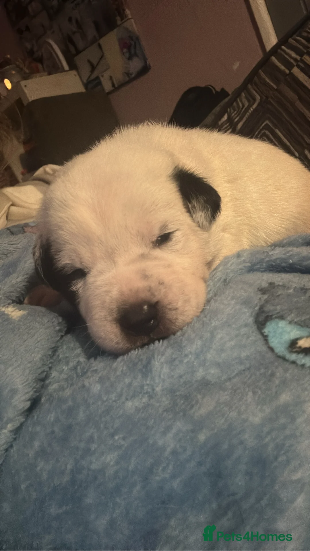 Mixed Breed dogs for sale: Puppys for sale  - Advert 10