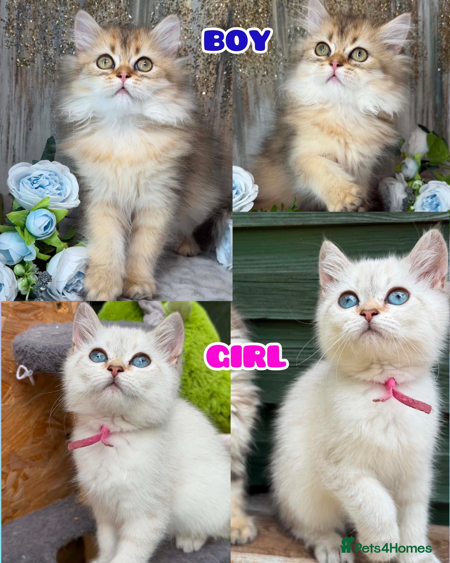 British Shorthair cats TICA BSH & BLH Golden kittens 😻 - Advert 1