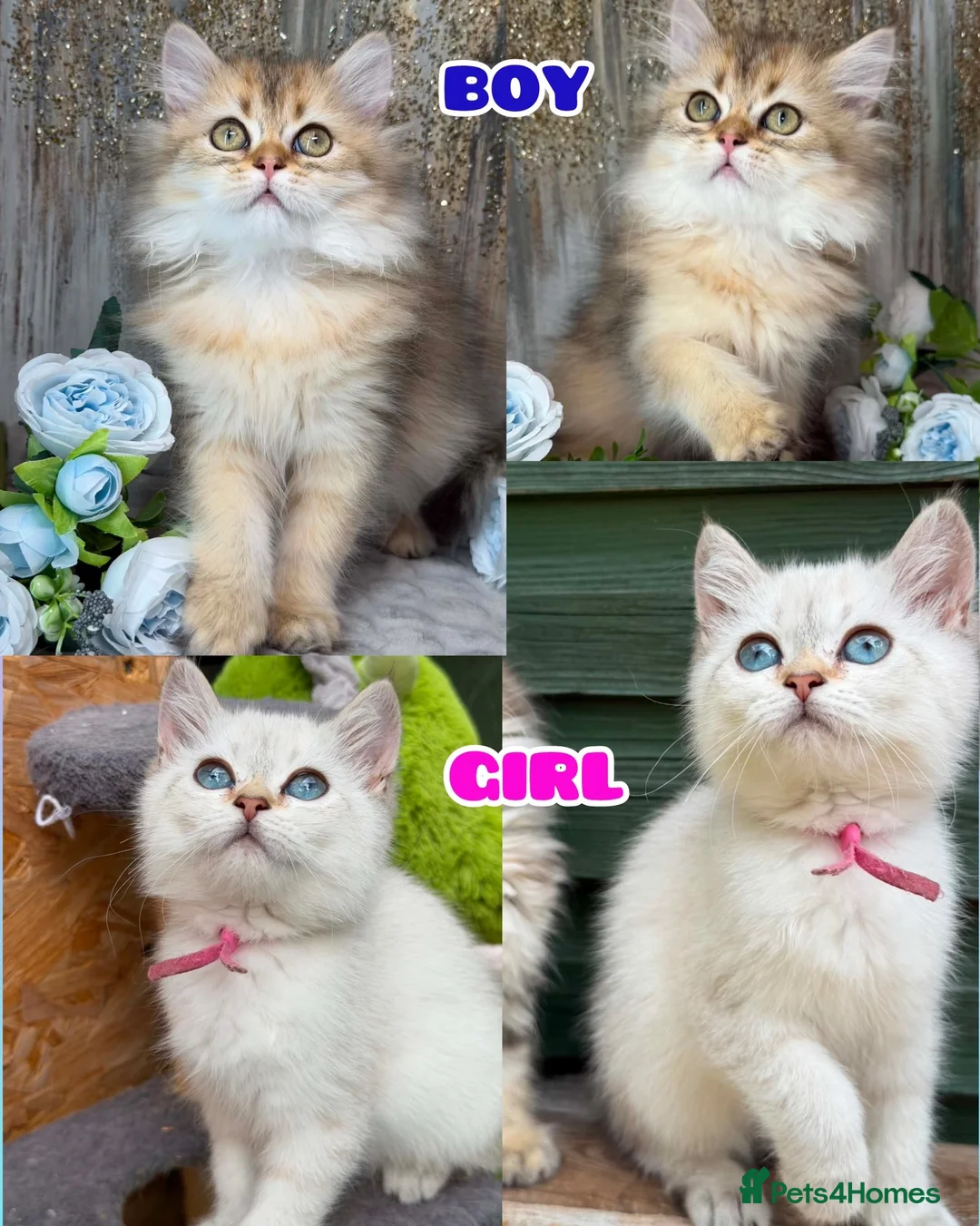 British Shorthair cats for sale: TICA BSH & BLH Golden kittens 😻 - Advert 1