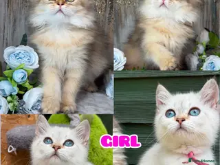 British Shorthair cats TICA BSH & BLH Golden kittens 😻 - Advert 2
